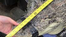 Police find massive alligator being kept inside shipping container at Washington residence