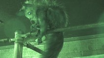 Madagascan lemur picks nose using specialised fingers in never-before-seen footage