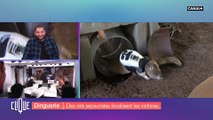 Des rats secouristes localisent des victimes - Clique - CANAL+