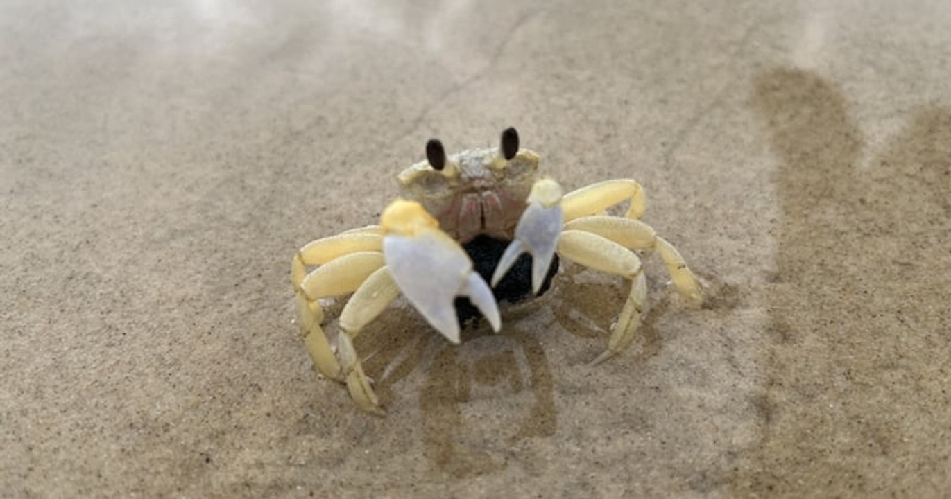 Un crabe pince sa fille, il l'attrape puis le mange vivant avant de tomber gravement malade