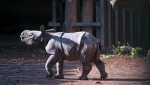 Rare Indian rhino calf born at Chester Zoo