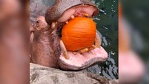 Hippos at US zoo enjoy crushing pumpkins in jaws for Halloween festive season