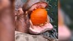 Hippos at US zoo enjoy crushing pumpkins in jaws for Halloween festive season