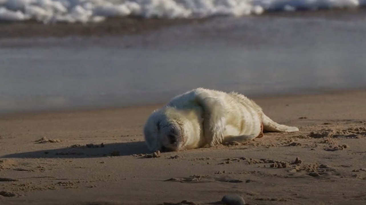 Season's first grey seal pup born on Norfolk beach