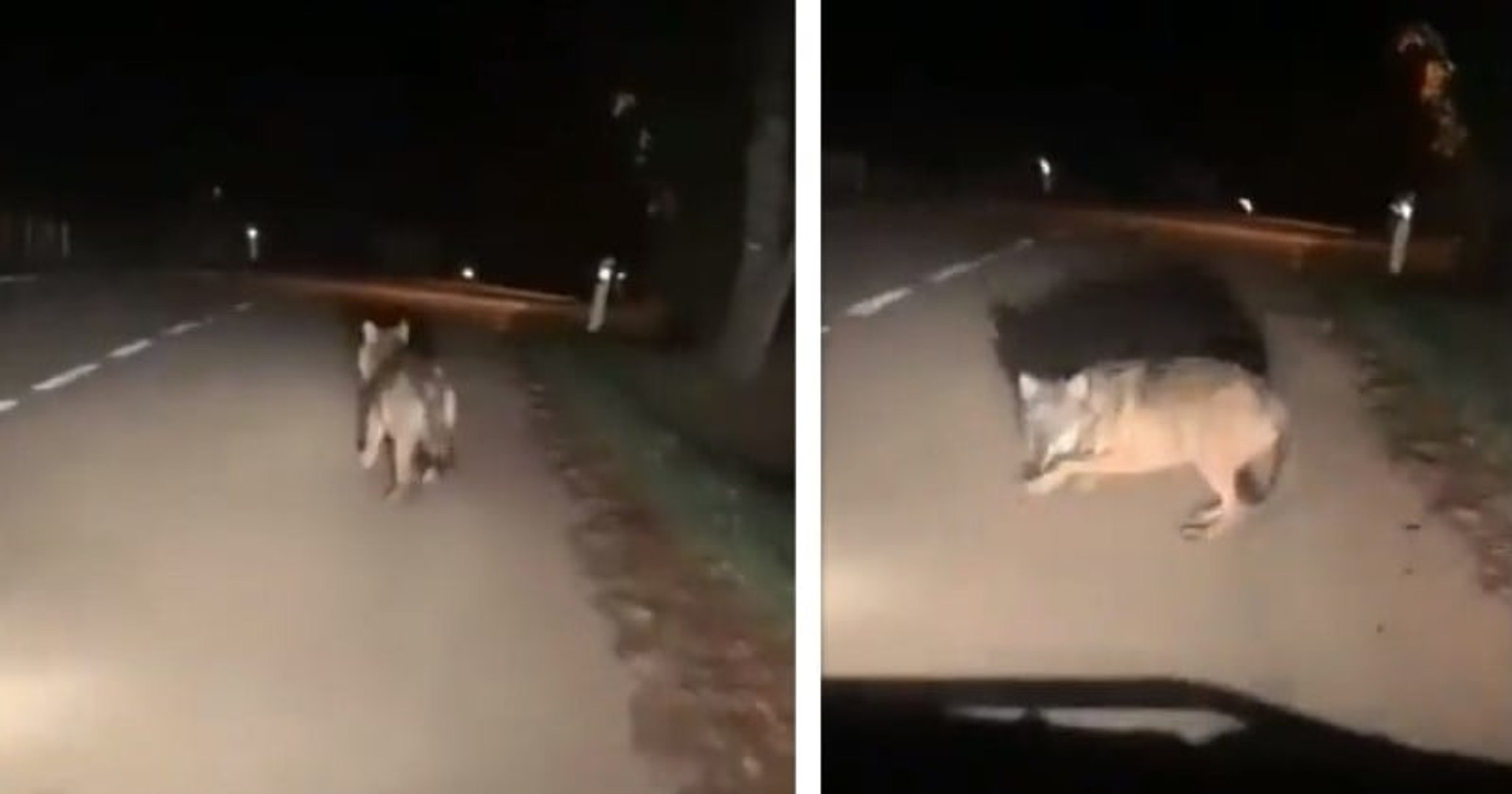 Un loup a été aperçu par une automobiliste dans les Cévennes - Vidéo  Dailymotion