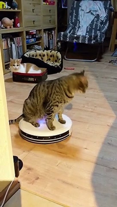 Cat Loves Riding on Roomba