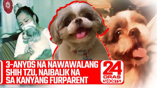 3-anyos na nawawalang Shih Tzu, naibalik na sa kanyang furparent | 24 Oras Shorts