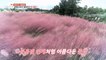 [HOT] Pink mist  beautiful pink muley,생방송 오늘 저녁 221028