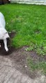 Snoopy the Digging Pup has a Unique Sneeze