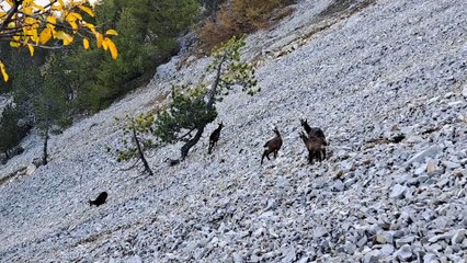 Chamois du Ventoux