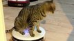 Cat Loves Riding on Roomba