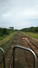 Cattle Crossing Close Call