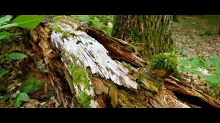 FOREST - Cinematic Video (SelflessLove) | THE FOREST | Cinematic short film / Nature B-roll