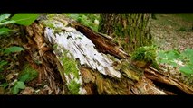FOREST - Cinematic Video (SelflessLove) | THE FOREST | Cinematic short film / Nature B-roll