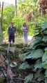 Cobra de 1,5 metro é resgatada em jardim após tentar entrar em casa