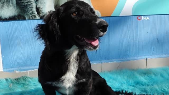 Özel yürüteçle hayata tutunan köpek yeni sahibini bekliyor