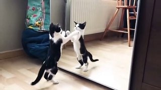 Funny Cat And mirror Video_Funny video