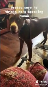 BRILLIANT TALKING DOGS You will have TEARS IN YOUR EYES FROM LAUGHING