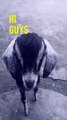 Funny goat videos #shorts #goat #animal #funnydogvideos  #shorts #shortsfeed #shortsvideo #short