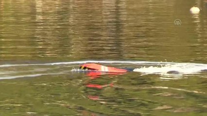 16. Uluslararası Arena Aquamasters Yüzme Şampiyonası Bodrum'da başladı