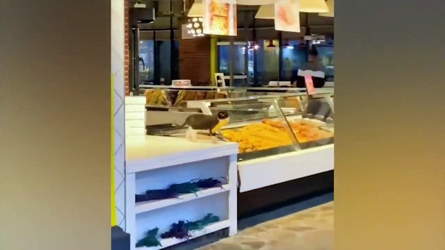 Tingkah lucu hewan peliharaan #009, kucing, anjing, dll.