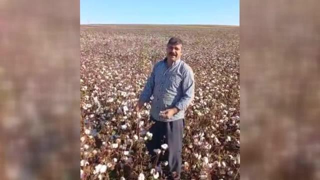 Şanlıurfalı Pamuk Üreticisi: Bu Çiftçilerin Halini Görün. Yoksa Seneye Kimse Pamuk Üretmeyecek