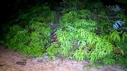 MOTORAN KEMAKAM PEGUNUNGAN JAM 1 MALAM DIGANGGU DAN DIIKUTIN PENUNGGU PEGUNUNGAN