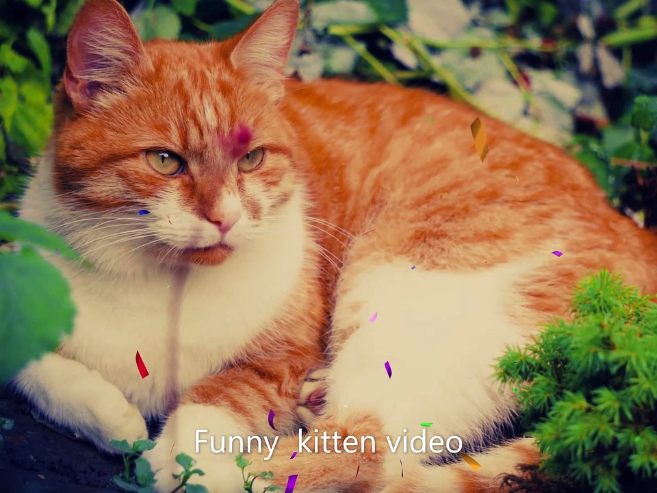 funny kitten video   1