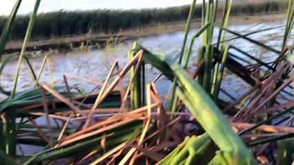 Hunter stops ALLIGATOR ATTACK while duck hunting in Florida