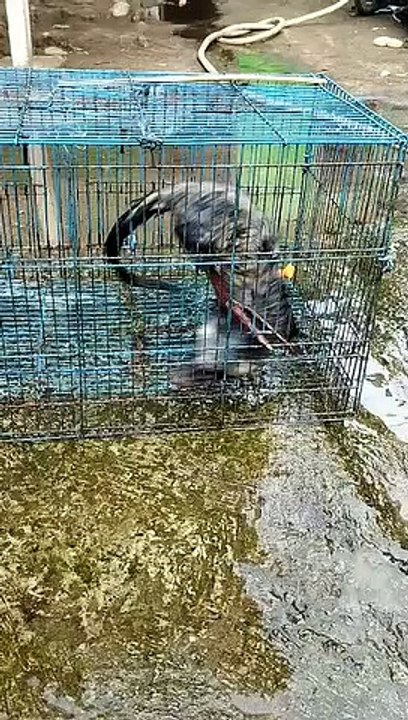 musang pusing