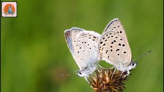 Lovely animals, all kind off butterfly, wild life of butterfly