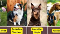 types of dogs in the world part 2.     a brief explanation is below