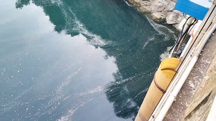 Técnicos de la Confederación Hidrográfica del Segura, este viernes, al inicio del muestreo de colonias de mejillón cebra en el embalse de Camarillas.