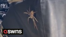 Couple ‘held hostage’ in their car by a GIANT huntsman spider