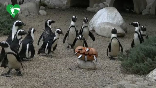 Halloween al Bioparco di Roma, gli animali tra le zucche
