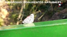 Misiones declaró Monumento Natural y de Interés Público a cinco especies de mariposas