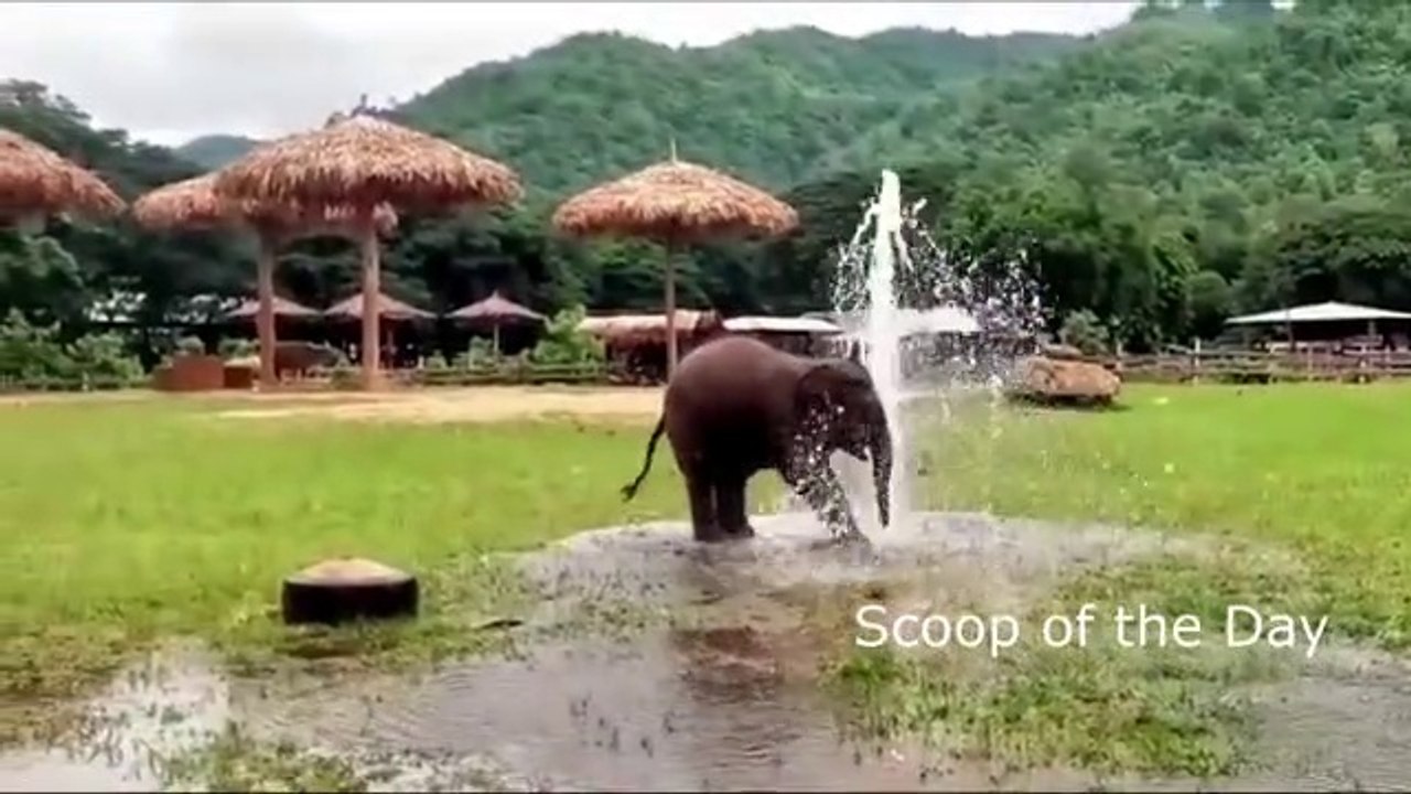atikashsingh,baby Elephant playing with water fountain