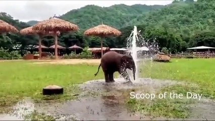 atikashsingh,baby Elephant playing with water fountain