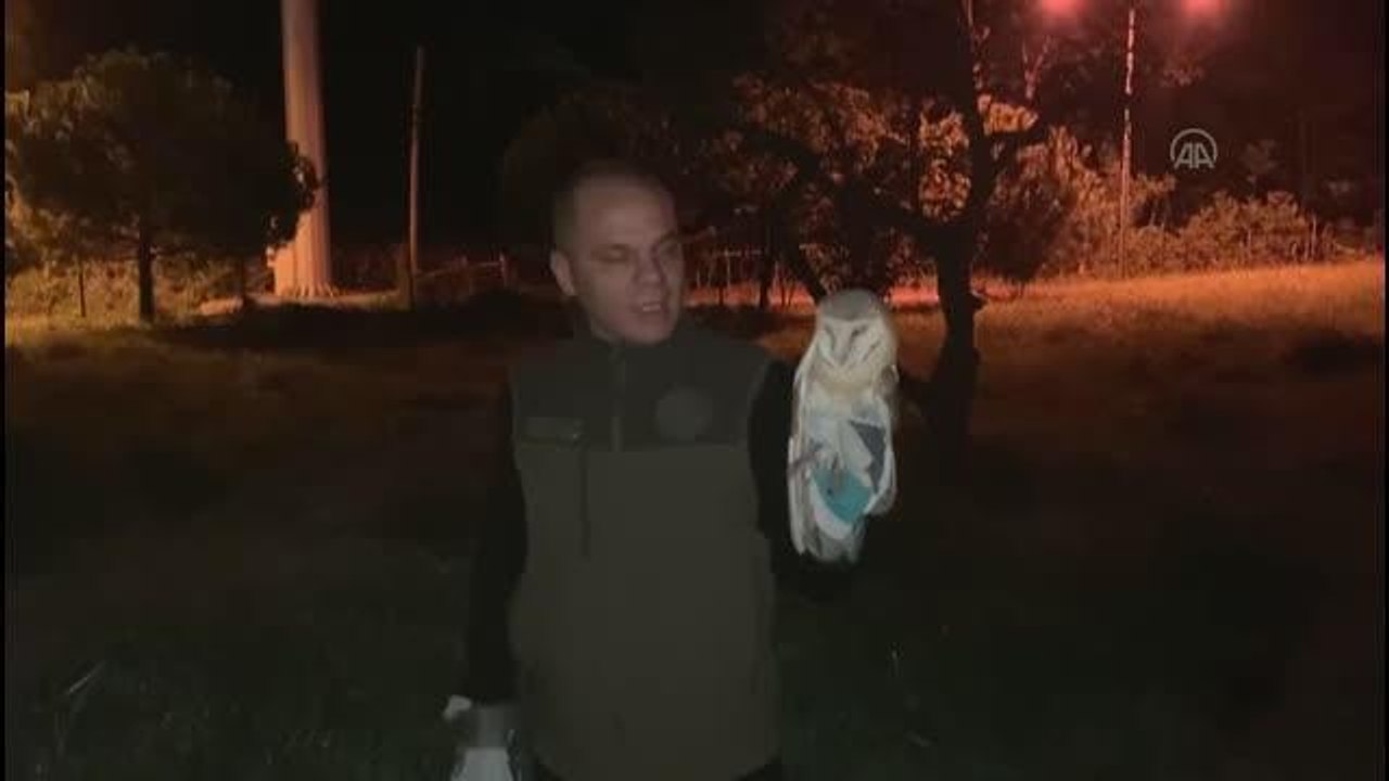 Cep telefonu bayisine giren peçeli baykuş doğaya salındı