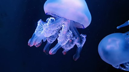 Jellyfish