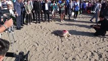 Deniz kaplumbağaları özgürlüğe kulaç attı