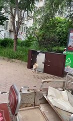 Perro buscando su propio reflejo