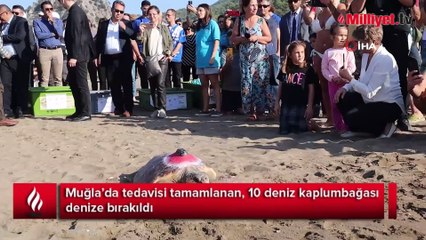 Deniz kaplumbağaları özgürlüğe kulaç attı