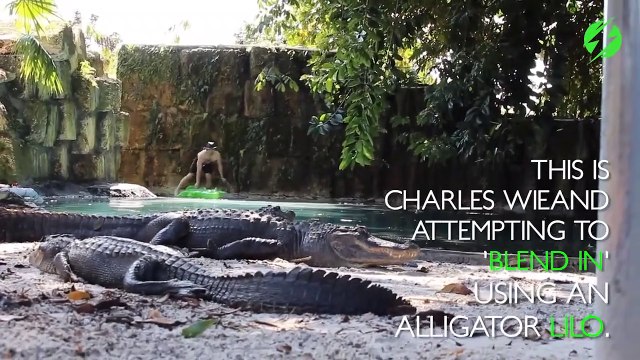 Faire trempette avec 2 crocodiles dans sa piscine