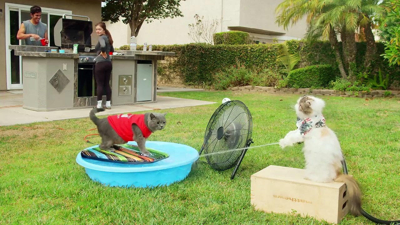 World's First Cat Lifeguard - Video Dailymotion