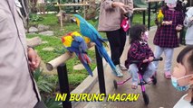 Kasih Makan Burung Macaw & Kakatua di Taman Burung