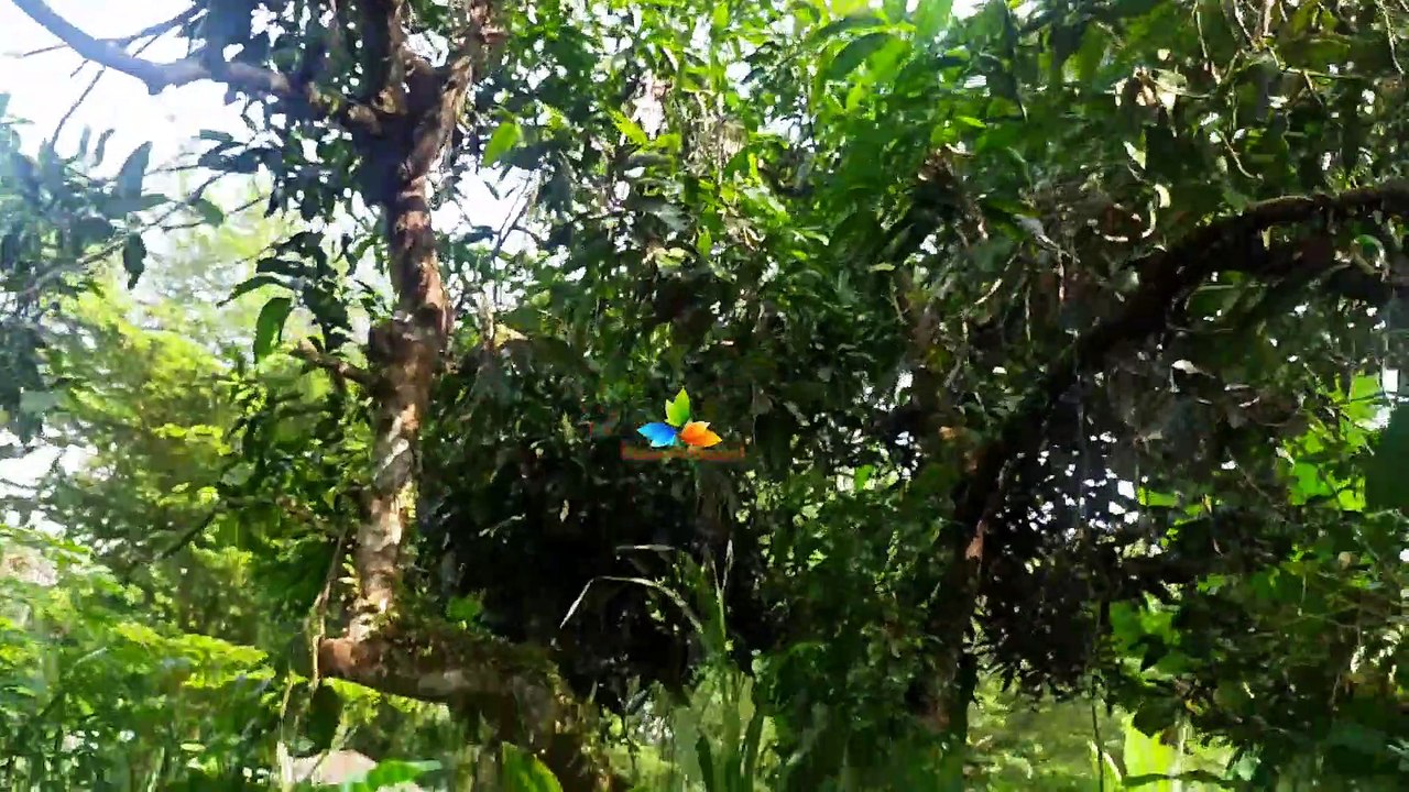 Kebo giro remix terbaru