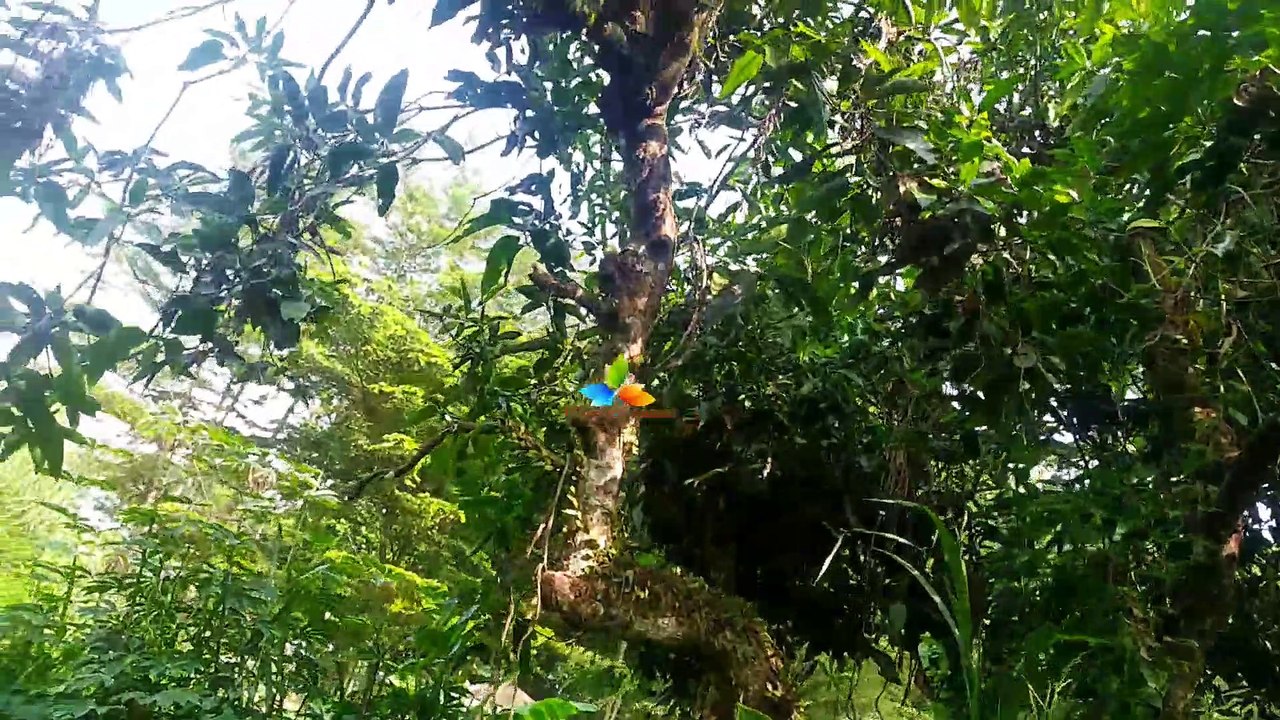 Remix campursari wuyung