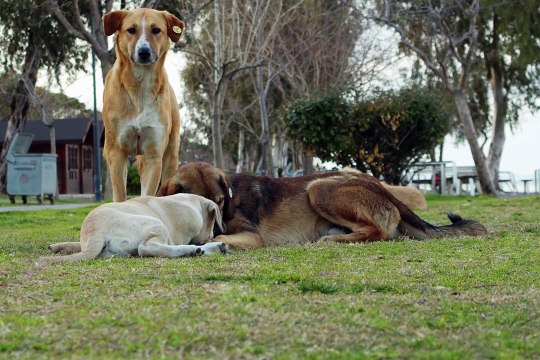 Captaron en video a un perro que paseaba con una cabeza humana en Zacatecas