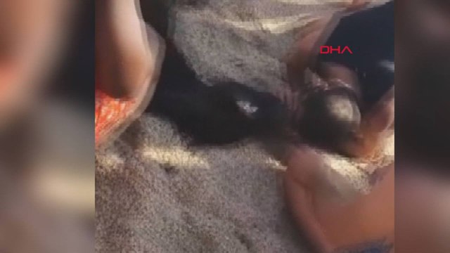 Alanya'da denizde boğulan eşeğe suni teneffüs yaptılar